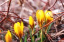 Der Frühling kommt