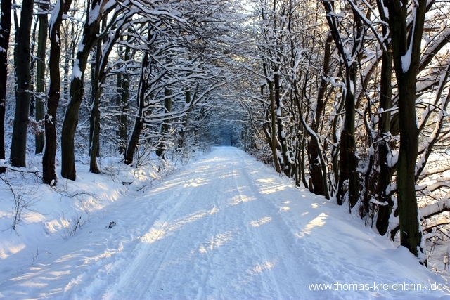 Im winterlichen Oderwald
