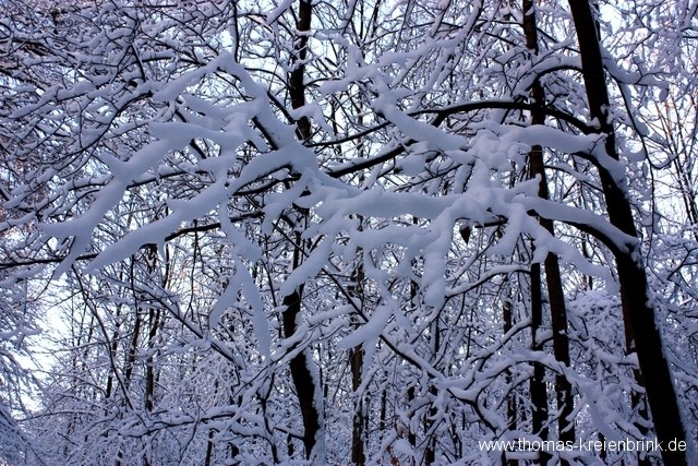 Winterlicher Oderwald 3