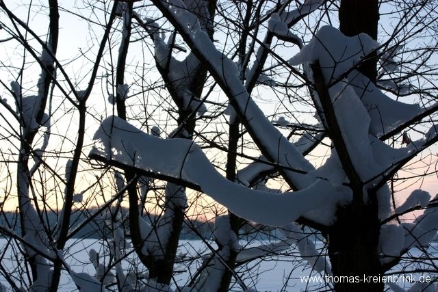 Winterlicher Oderwald 2