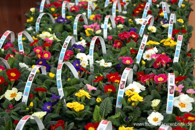 Frühling zum Mitnehmen