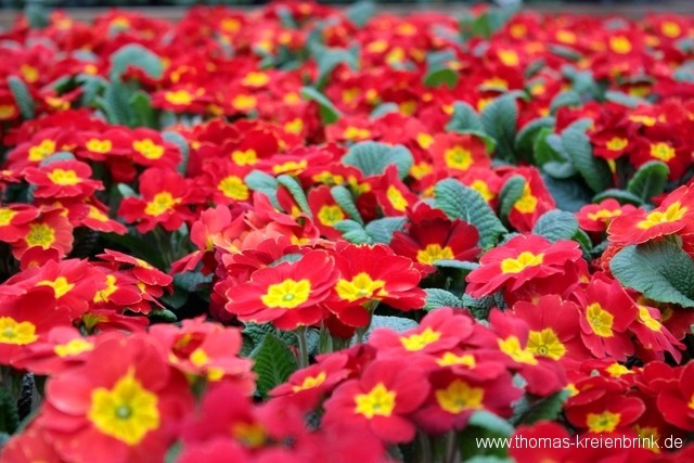 Roter Teppich