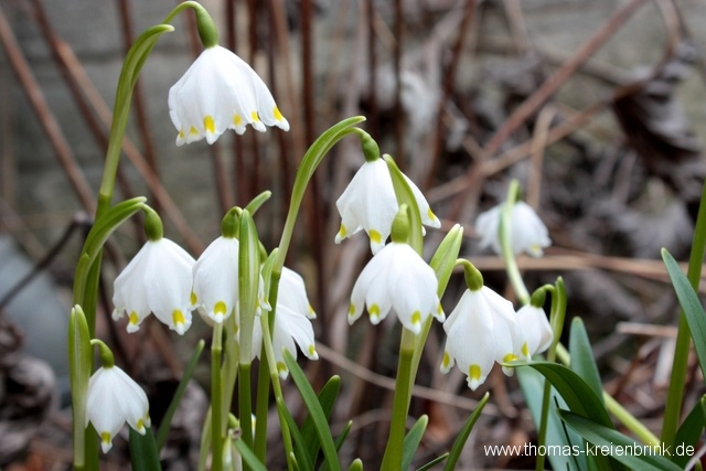 Frühling im März