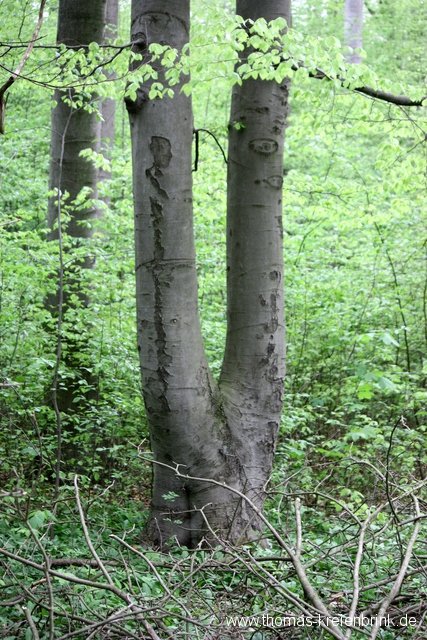 Zwillinge