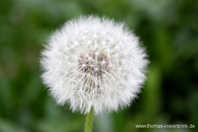 Pusteblume