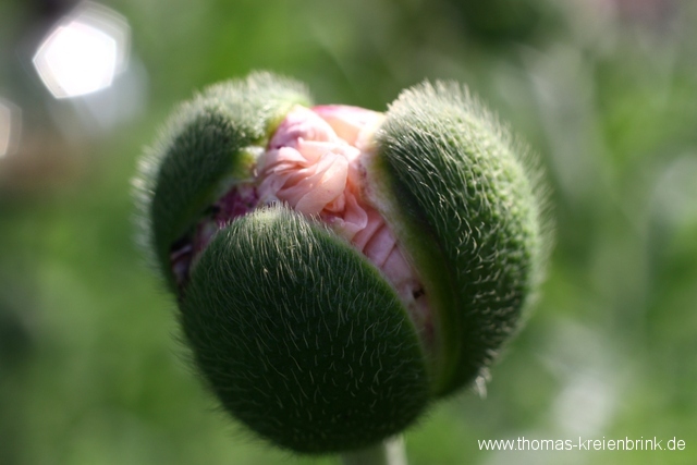 Geduld, Geduld…