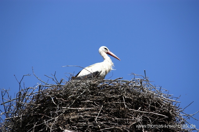 Weißstorch in Wustrau