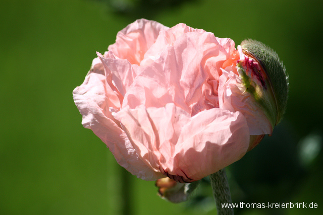 Erste Mohnblüte 2010