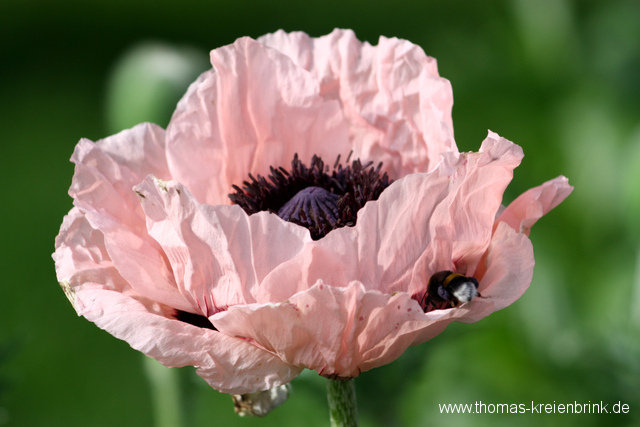 Erste Mohnblüte 2010 – mit Besuch