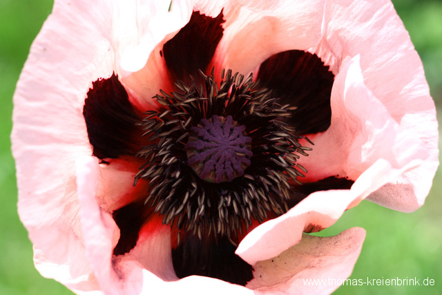 Mohnblüten 2010 – Aller guten Bilder sind drei