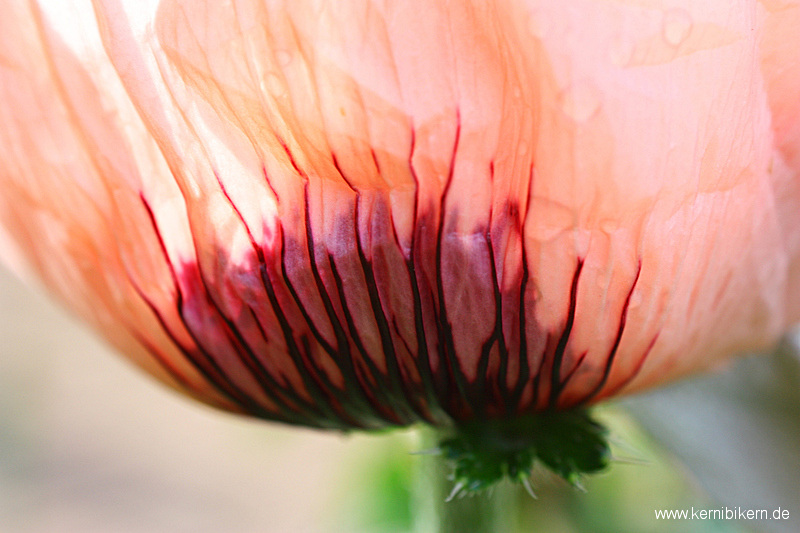 Erste Mohnblüte 2011