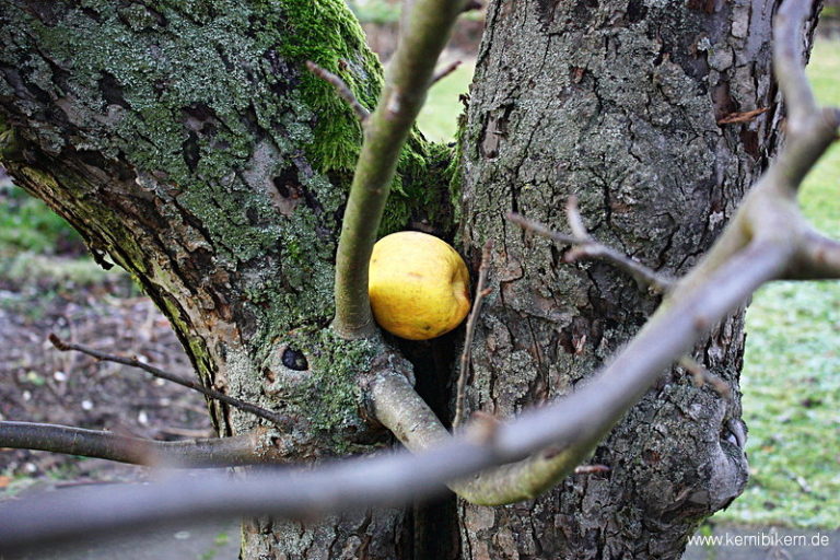 One Apple A Day