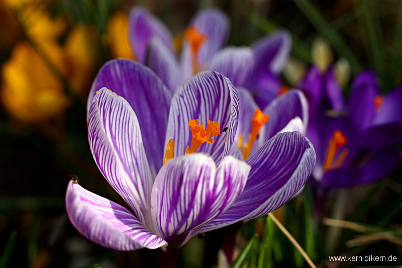 Mittendrin im Frühling