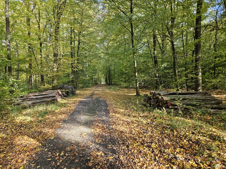 Herbstspaziergang